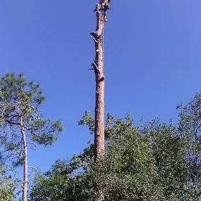 Bild von Tree Amigos Orlando