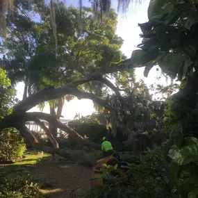Bild von Tree Amigos Orlando
