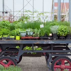 Bild von Blumen Weiss Malsch