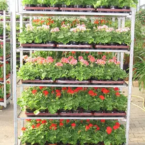 Bild von Blumen Weiss Malsch