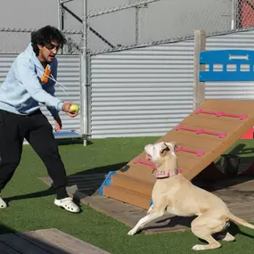 Metro Dog employee playing with a tennis ball and a dog