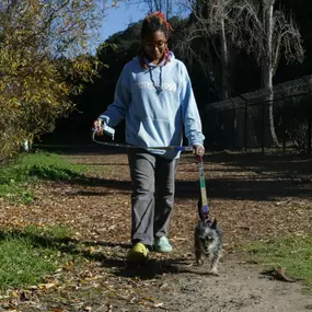 Metro Dog employee walking a dog