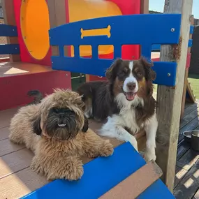 Two dogs resting in the shade at Metro Dog in Richmond, CA