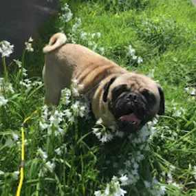 Pug Dog playing in the grass at Metro Dog in Richmond, CA