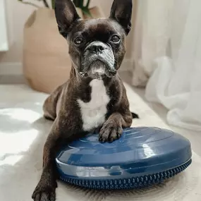 Bild von FITBUDDYS Tierheilpraxis & BARF-Shop