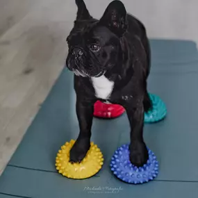 Bild von FITBUDDYS Tierheilpraxis & BARF-Shop