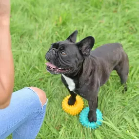 Bild von FITBUDDYS Tierheilpraxis & BARF-Shop