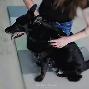 Bild von FITBUDDYS Tierheilpraxis & BARF-Shop
