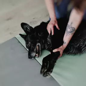 Bild von FITBUDDYS Tierheilpraxis & BARF-Shop