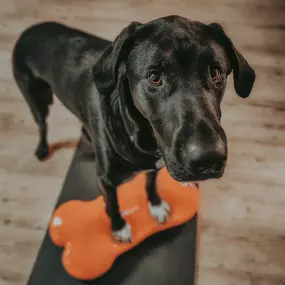 Bild von FITBUDDYS Tierheilpraxis & BARF-Shop