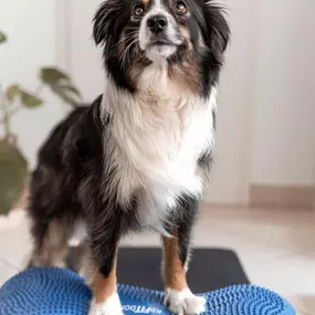 Bild von FITBUDDYS Tierheilpraxis & BARF-Shop