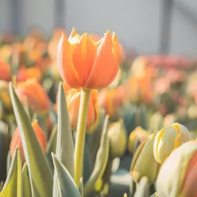 Bild von Floralita