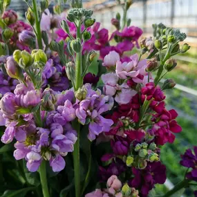 Bild von Floralita
