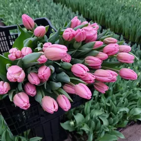 Bild von Floralita