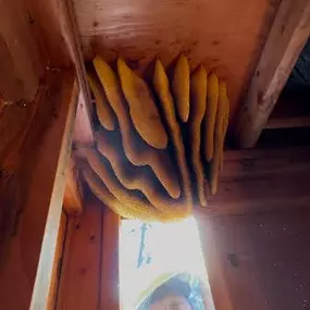 Bild von Pacific Coast Apiaries