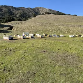 Bild von Pacific Coast Apiaries