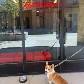 Comet is soaking in the sun this week and enjoying our new Augustyn Agency water bowls!

In Wayzata or Maple Grove? Make sure to stop in & say hi!

Happy Friday!