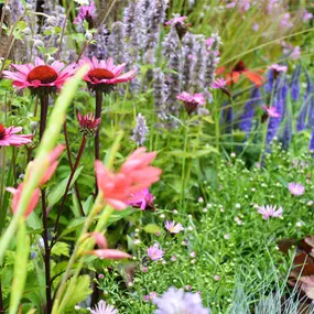 Bild von Aquilegia Im Garten Zuhause GmbH