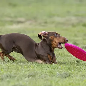 Bild von Hundezentrum Saarburg