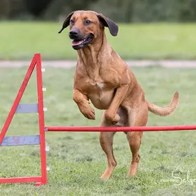 Bild von Hundezentrum Saarburg