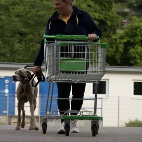 Bild von Hundezentrum Saarburg