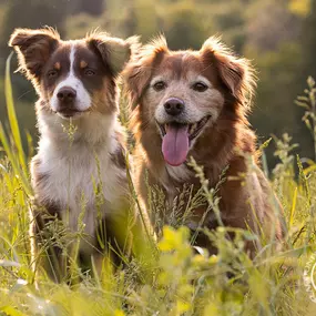 Bild von Hundezentrum Saarburg