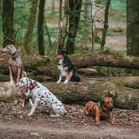 Bild von Hundezentrum Saarburg