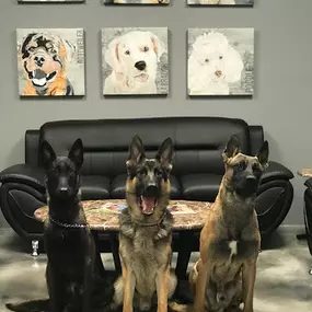 Bild von Club K9