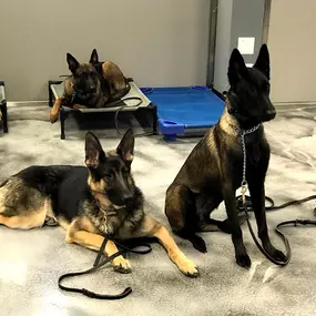 Bild von Club K9