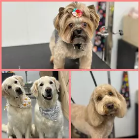 Bild von EarthWise Pet Hamburg