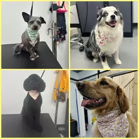 Bild von EarthWise Pet Hamburg