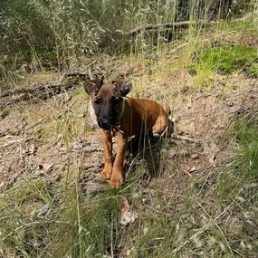 Bild von Zwinger-von-den-Harzklippen Westfalenterrier Jagdhunde Zucht Züchter
