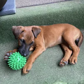 Bild von Zwinger-von-den-Harzklippen Westfalenterrier Jagdhunde Zucht Züchter