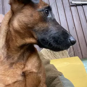 Bild von Zwinger-von-den-Harzklippen Westfalenterrier Jagdhunde Zucht Züchter