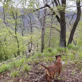 Bild von Zwinger-von-den-Harzklippen Westfalenterrier Jagdhunde Zucht Züchter