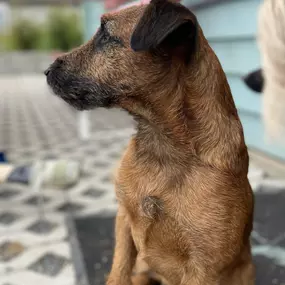 Bild von Zwinger-von-den-Harzklippen Westfalenterrier Jagdhunde Zucht Züchter