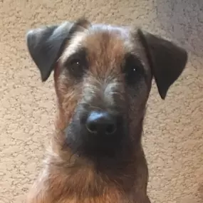 Bild von Zwinger-von-den-Harzklippen Westfalenterrier Jagdhunde Zucht Züchter