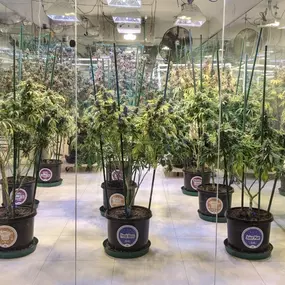 High Country Healing Vail Dispensary