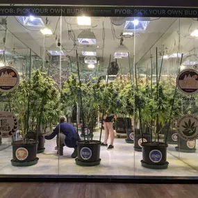 High Country Healing Vail Dispensary