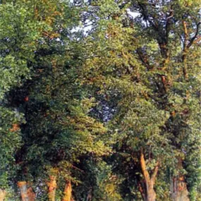 Bild von Baumpflege Buenstorf Inh. Walter Buenstorf