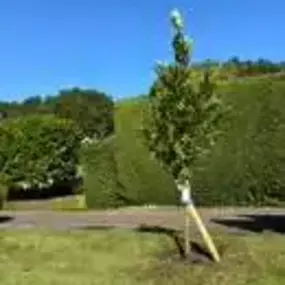 Bild von Arbora