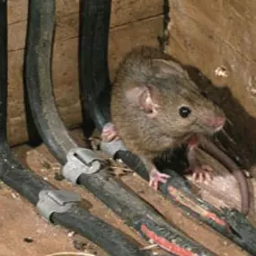 Bild von Winni Pest Solutions LLC