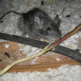 Bild von Winni Pest Solutions LLC