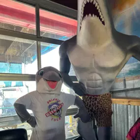 Bild von Baywatch Dolphin Tours