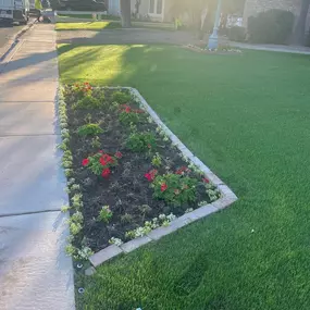 A freshly planted flowerbed with blooming red and white flowers is bordered by lush green grass beside a residential sidewalk.