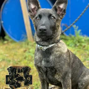 Bild von Limanov K9