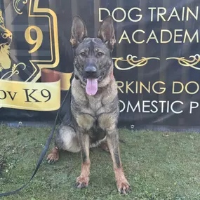 Bild von Limanov K9