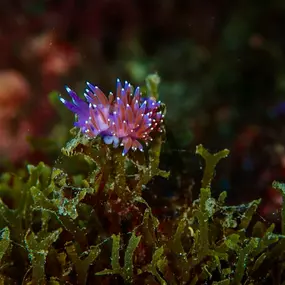 Bild von CENTRE D'IMMERSIÓ CAP DE CREUS