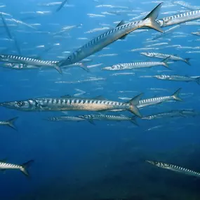 Bild von CENTRE D'IMMERSIÓ CAP DE CREUS