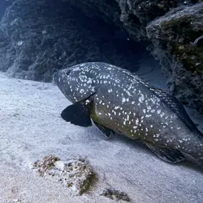 Bild von CENTRE D'IMMERSIÓ CAP DE CREUS